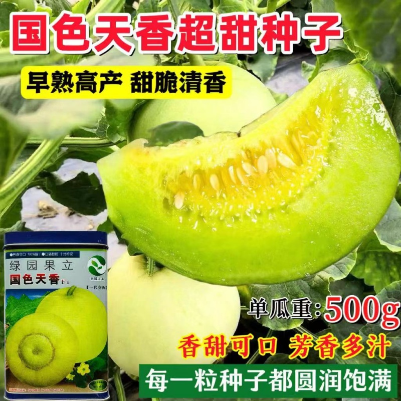 日本引进甜瓜种子早熟高产抗病耐湿耐热耐储运南北方春夏秋三季播