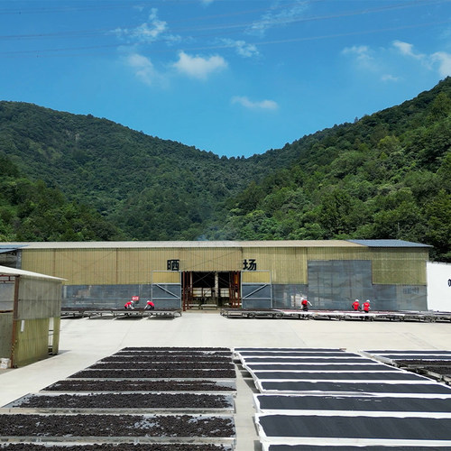 全肥厚九华山制黄精九蒸九晒熟黄精八九年野生7根一斤包邮 - 图2