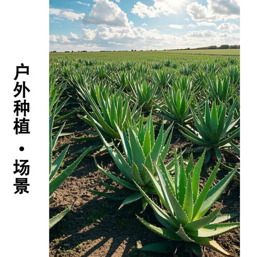 黄家荟库拉索芦荟美容院专用灌肤敷脸植物新鲜叶片可食用绿植盆栽 - 图2