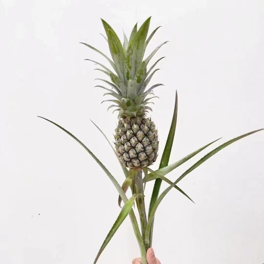 带杆水培绿色小菠萝可食用长花期创意水养植物云南,淘宝优惠券,粉丝福利购,淘宝优惠卷