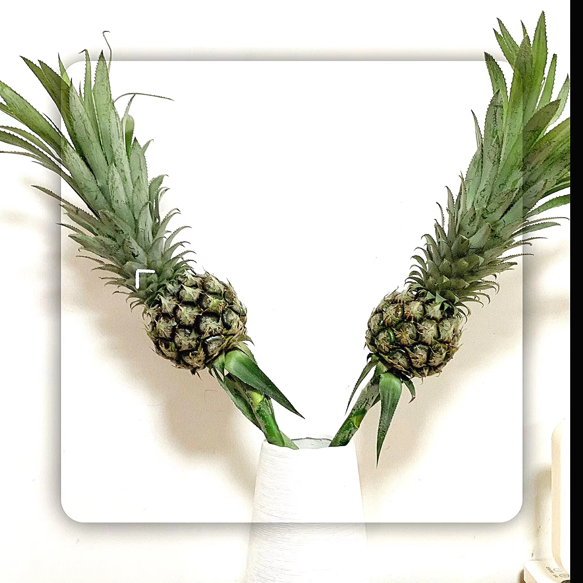 带杆水培绿色小菠萝可食用长花期创意水养植物云南,淘宝优惠券,粉丝福利购,淘宝优惠卷