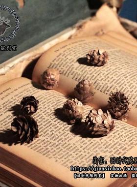 天然松果摄影道具背景装饰摆件