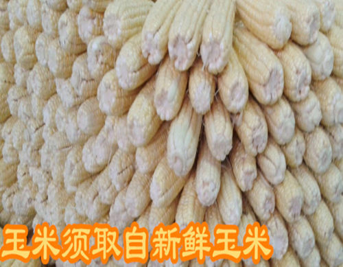 玉米须茶新鲜晒干泡水茶棒子须养生茶100克包邮 - 图1