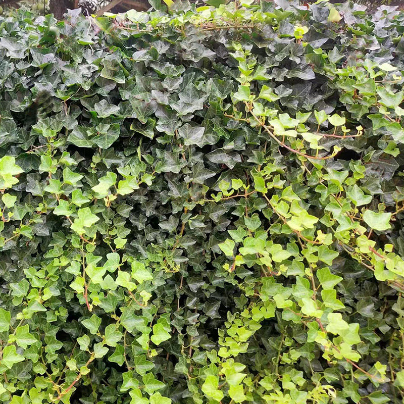 常春藤苗爬山虎爬墙藤围墙爬藤植物室内绿植四季常青园林绿化苗,淘宝优惠券,粉丝福利购,淘宝优惠卷