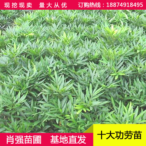 十大功劳小苗 土黄连 四季常青绿化苗木 清热解毒中药材 盆栽花卉 - 图2