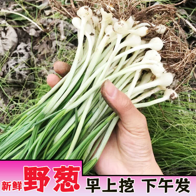 贵州野葱新鲜野葱野蒜小根蒜野胡葱薤白香葱野菜小葱现挖现卖大葱 - 图1