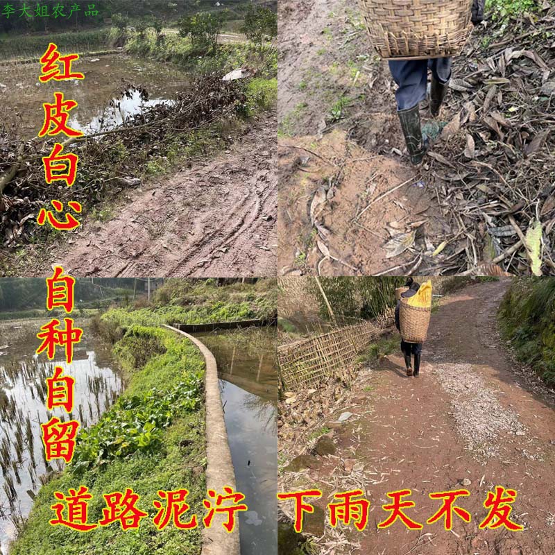 新鲜四川白心红薯红苕9斤现挖 粉软糯甜紫沙土地瓜烤红薯做粉好吃 - 图3