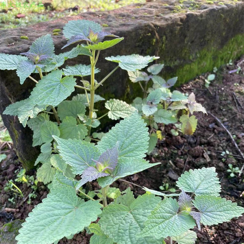 四川新鲜藿香苗5颗食用藿香盆栽霍香树苗带土新种子阳台花园绿植-图3