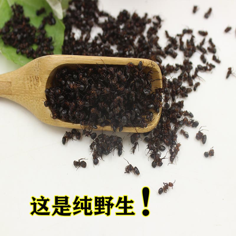 东北长白山黑蚂蚁泡酒材料养生正品250g关节疼痛红蚂蚁干野生特级-图0