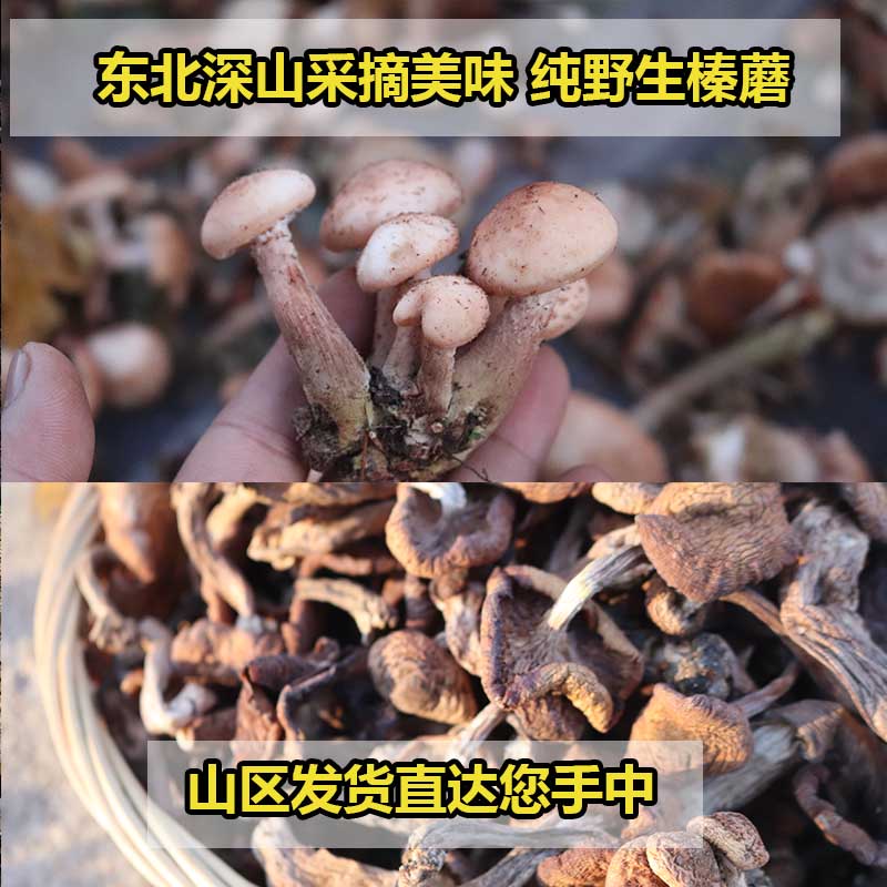 2023东北特产无根榛蘑野生蘑菇干货500g小鸡炖蘑菇榛蘑丁特级香菇 - 图1