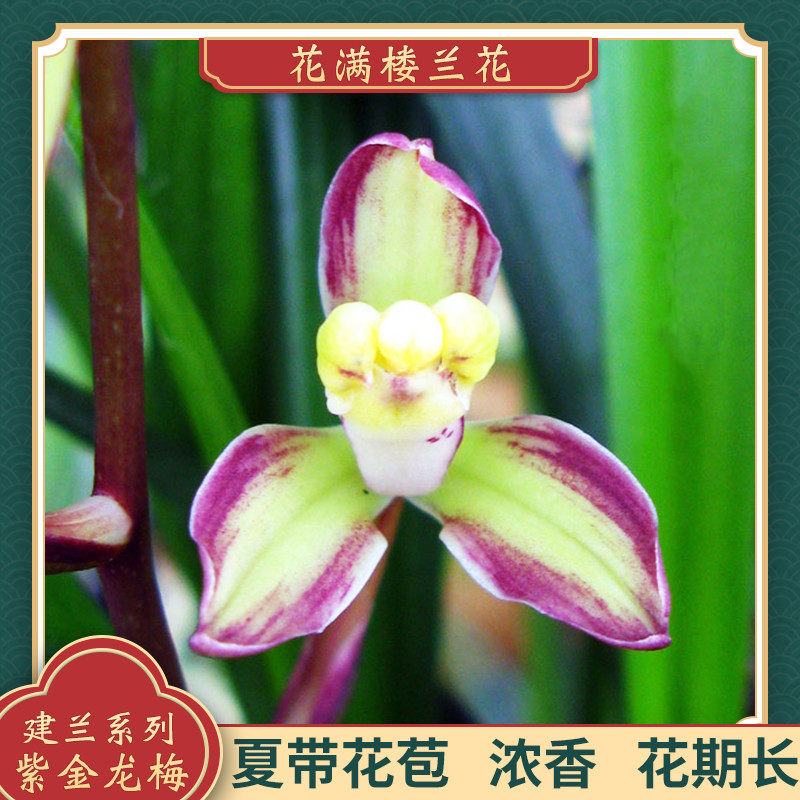 花满楼兰花苗建兰四季兰紫金龙梅原生老种夏带花苞浓香型好养易活