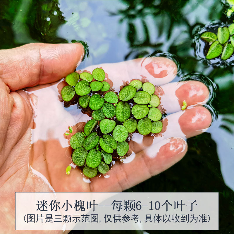 迷你小槐叶水葫芦水芙蓉青萍浮萍水草水生植物养鱼养龟养虾水族