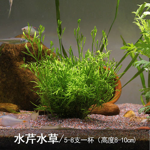 水罗兰水芹水草活体鱼缸草缸造景装饰水族淡水植物中后景有茎类 - 图2
