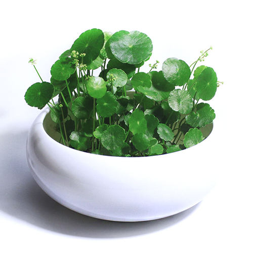 铜钱草水培植物办公室阳台桌面盆栽草花卉室内水养绿植包邮 - 图0