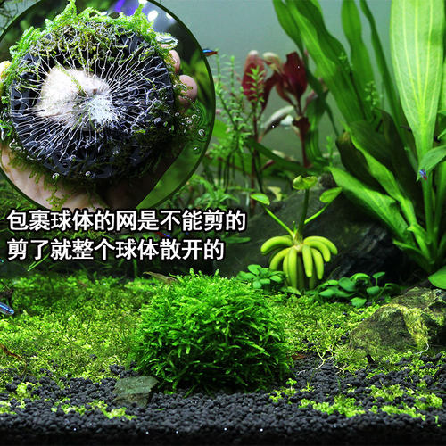 大三角凤尾莫斯半球水草造景懒人装饰鱼缸水族箱沉底阴性前景莫斯 - 图1