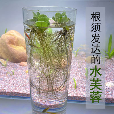水芙蓉浮草养鱼养虾躲避水生大叶浮萍室内庭院池塘水培植物水葫芦 虎窝淘