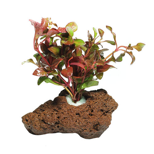 鱼缸水草造景懒人火山石多孔石定植活体淡水植物水榕沉木水族箱 - 图3