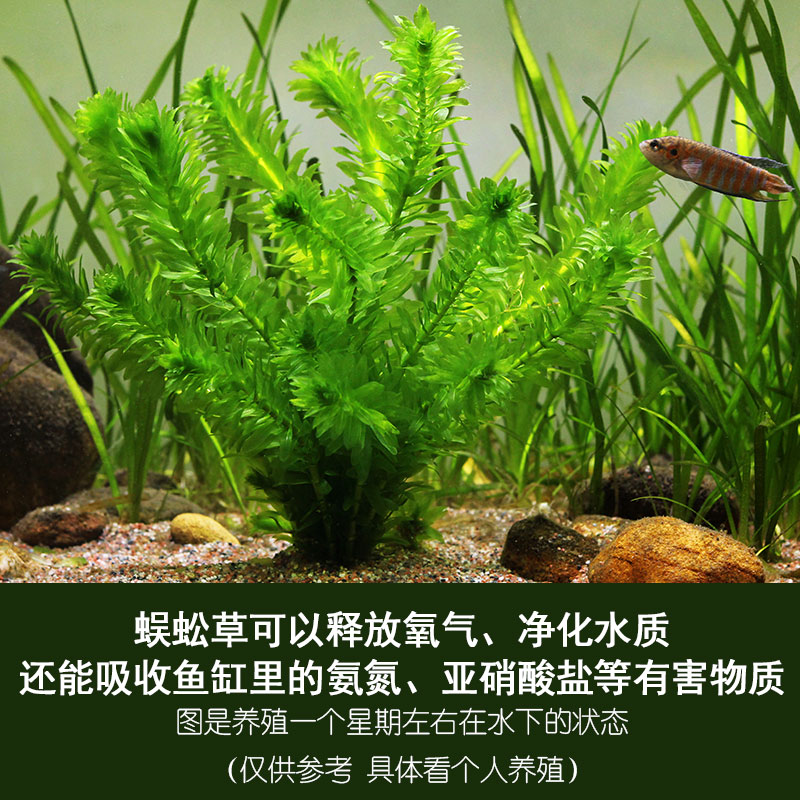 蜈蚣草定植鱼缸造景懒人水草水族箱活体绿菊金鱼藻净化水质挂卵 - 图0