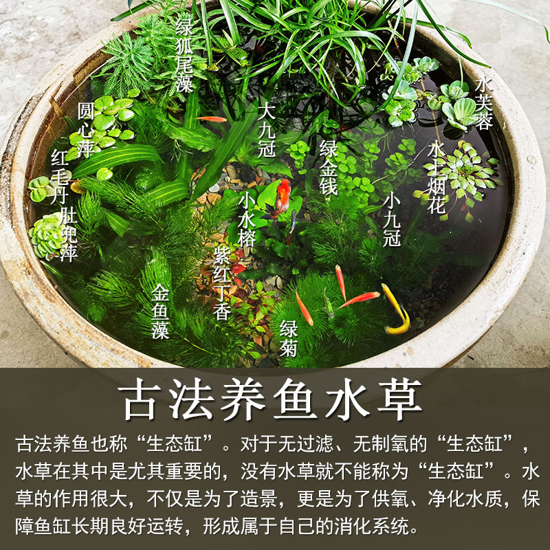 古法养鱼水草懒人净化水质植物造景套餐绿九冠绿菊浮萍生态原生缸 - 图0