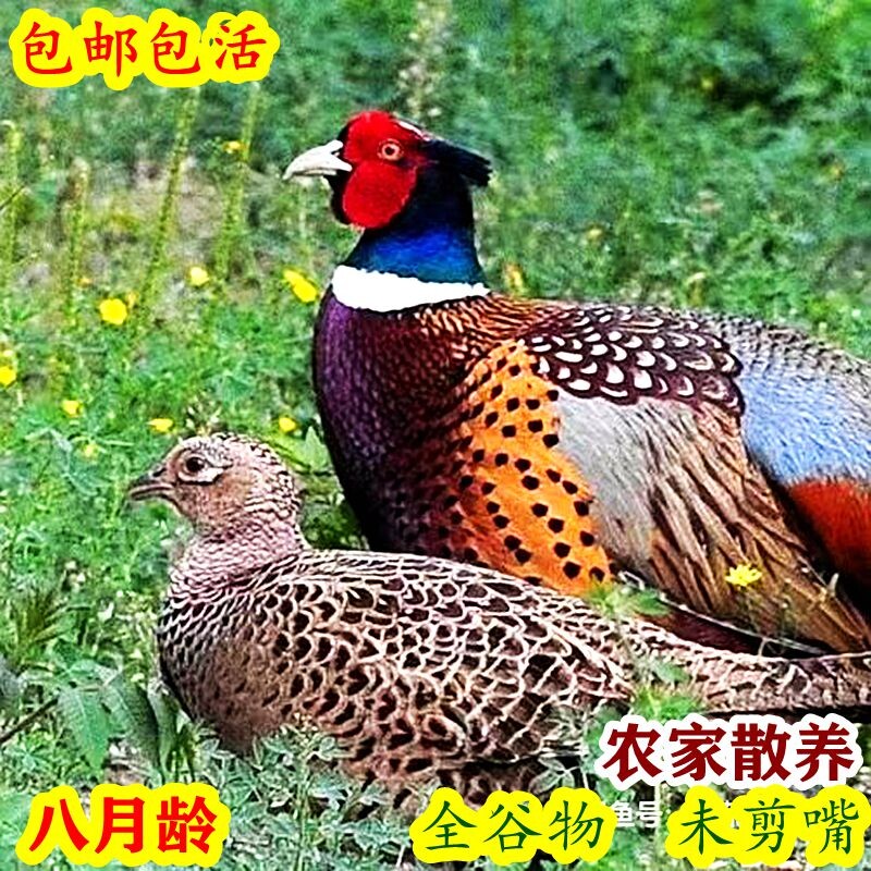 农家散养孔雀蓝山鸡七彩山鸡公鸡母鸡野鸡土鸡贵妃鸡珍珠鸡芦花鸡_虎窝淘