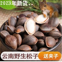 2023 Yunnan fresh raw Songzi original taste wild large grain bulk pregnant woman falling into the water and wet pine 2 catties