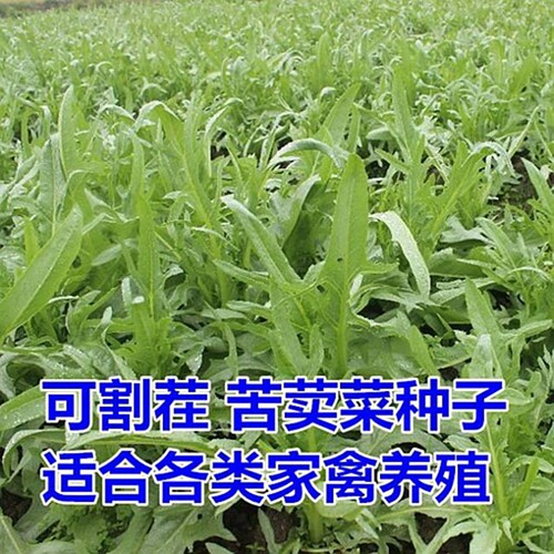 苦荬菜种子 多年生牧草 猪牛羊鸡鸭鹅苦麻菜苦麦菜苦买菜苦卖菜 - 图1