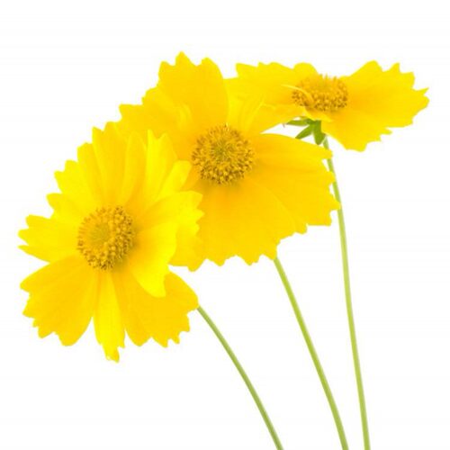 大花金鸡菊种子四季种野菊花种子花海绿化多年生宿根花草种子 - 图3