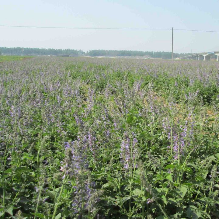 丹参种子赤参上品中药材红小籽丹参红根血参根盆栽庭院紫丹参种籽 - 图2