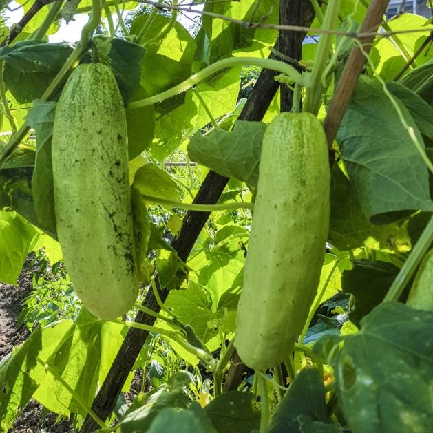 黄瓜种子四季夏季散装补钙接骨促生长旱黄瓜子非黄瓜籽粉黄瓜籽种 - 图2