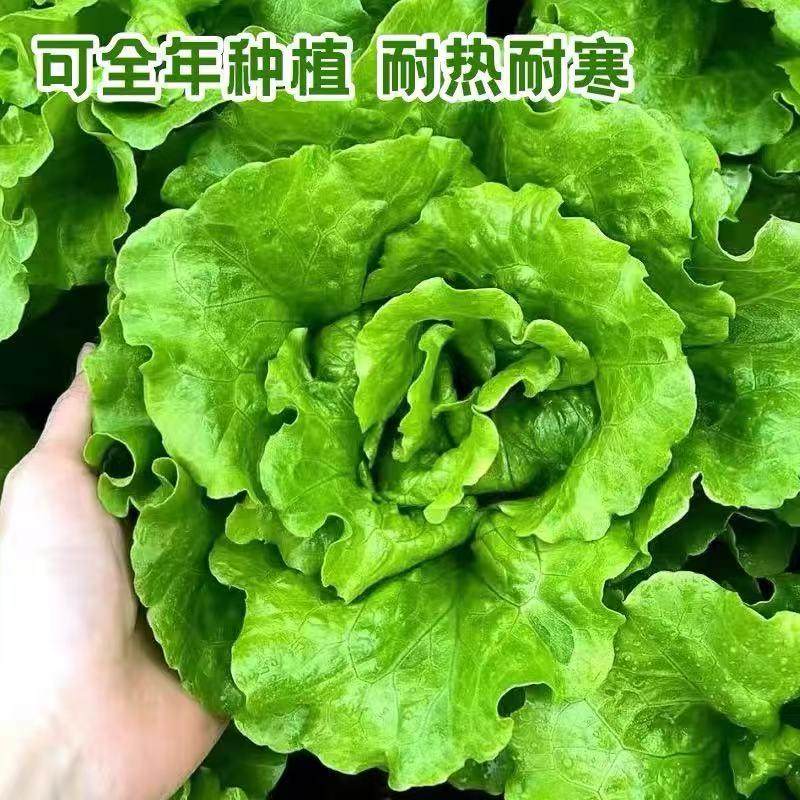 脆嫩生吃奶油大速生菜玻璃生菜苗子苗阳台四季耐寒盆栽春季蔬菜苗,淘宝优惠券,粉丝福利购,淘宝优惠卷