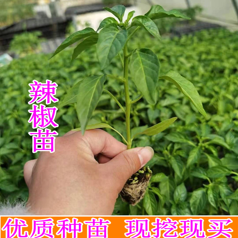 蔬菜苗辣椒苗西红柿苗四季阳台菜苗茄子丝瓜番茄圣女果秧蔬菜幼苗