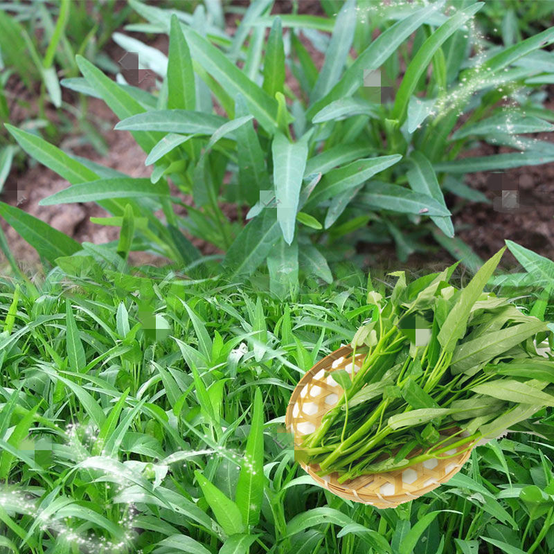 四季空心菜苗蔬菜苗三叉高产小竹柳叶空心菜秧苗带根带土盆栽苗子-图2