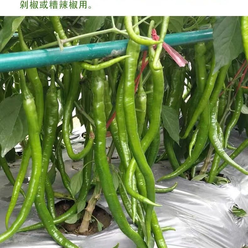 超长线椒苗蔬菜秧苗辣椒苗四季种植杭椒苗尖椒苗阳台盆栽露天种植 - 图3