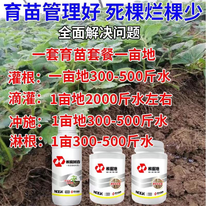 草莓根腐病专用药强效抑菌生根养苗壮苗救苗提升抗病能力治疗根病 - 图2