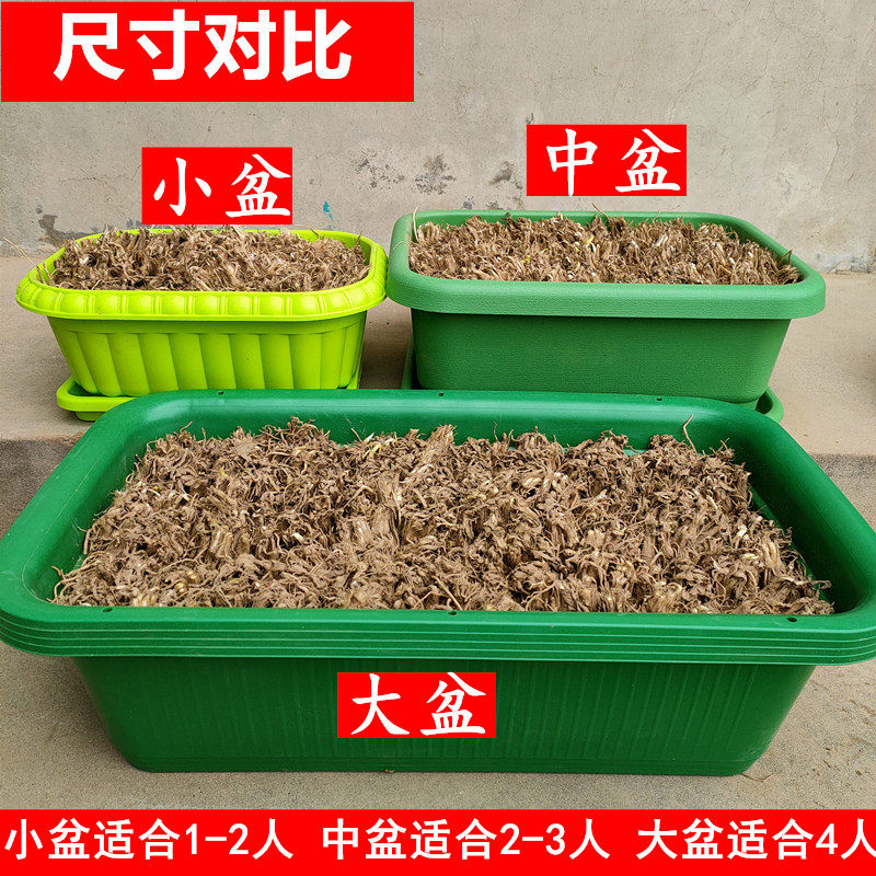 黄韭盆景南宫特产黄牙黄韭根水培蔬菜室内天然黄韭菜盆栽苗农产品,淘宝优惠券,粉丝福利购,淘宝优惠卷