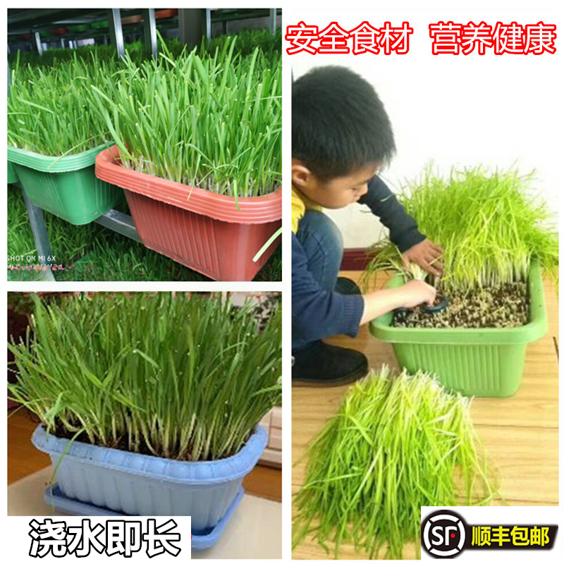 黄韭盆景南宫特产黄牙黄韭根水培蔬菜室内天然黄韭菜盆栽苗农产品,淘宝优惠券,粉丝福利购,淘宝优惠卷