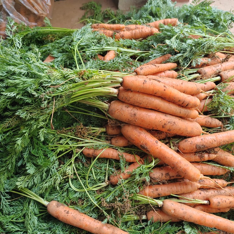 胡萝卜宝宝辅食露天红泥胡萝卜手指小胡萝卜绿色新鲜现拔云南包邮 - 图1