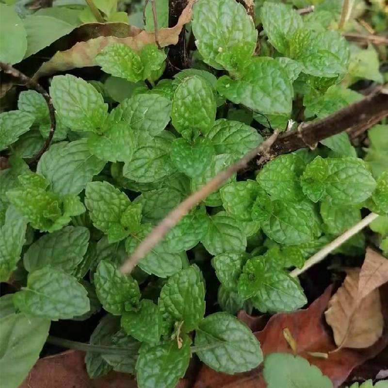 留兰香 绿薄荷香薄荷荷兰薄荷青薄荷香花菜鱼香菜去蚊可食用10棵 - 图0