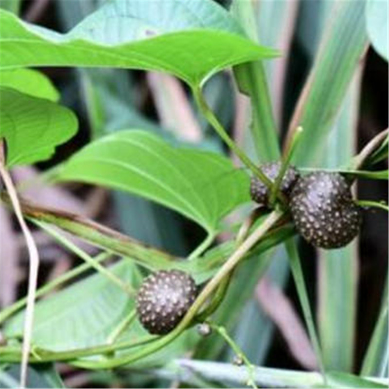 黄药子 薯莨 血三七朱砂莲 黄独 黄药子零余薯金线吊虾嫫 - 图0