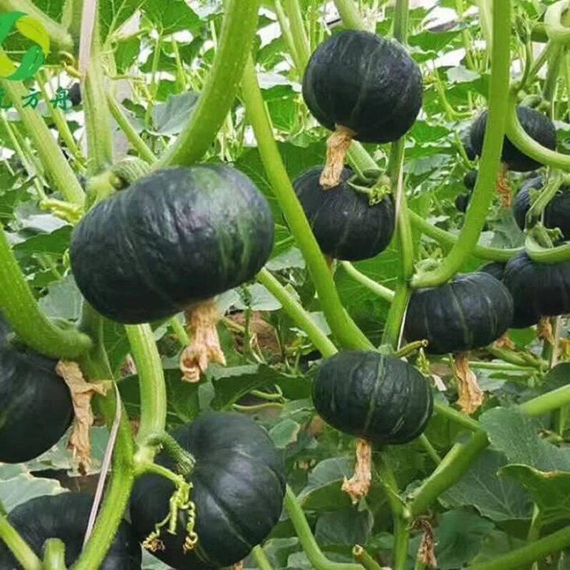 绿贝贝南瓜种孑板栗味迷你小南瓜种籽软糯香甜型高产春季蔬菜种子