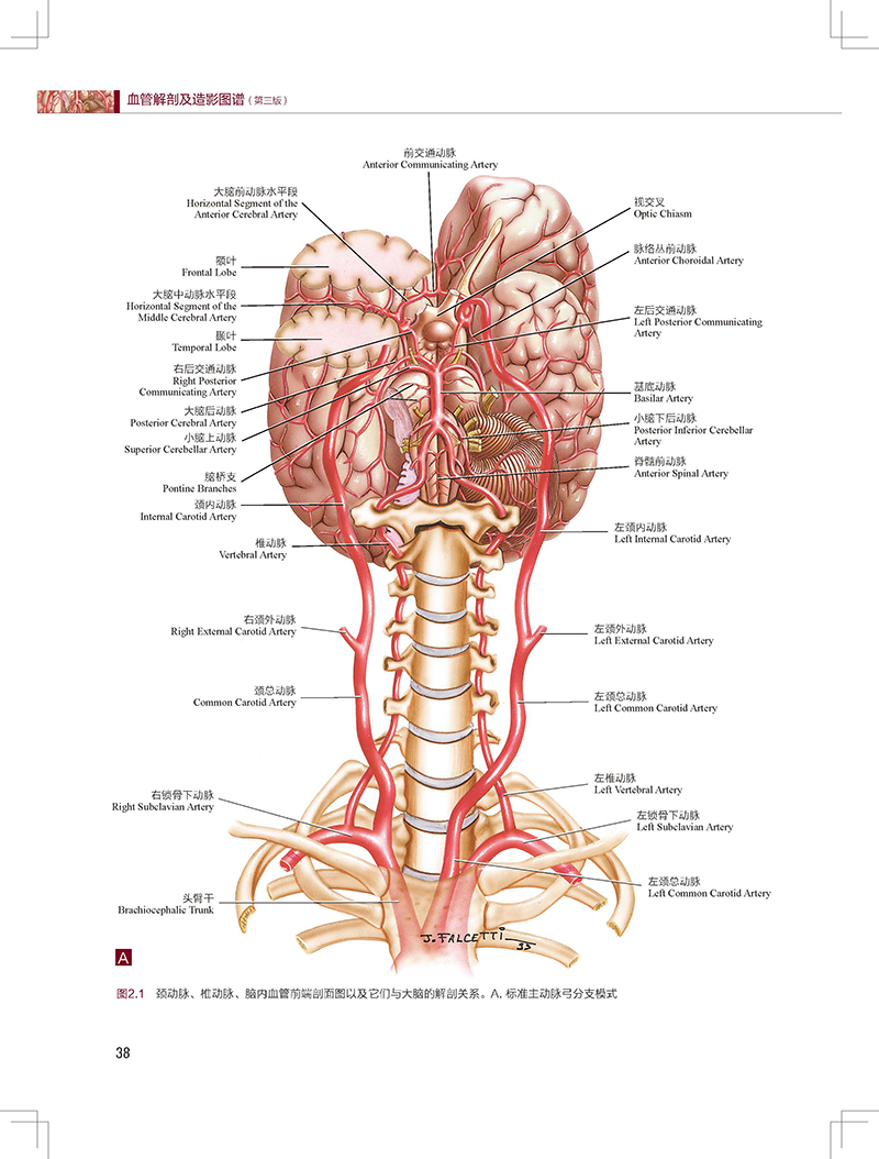 血管解剖及造影图谱 第3版 陶晓峰 董伟华 主译 血管介入治疗解剖学基础 临床操作陷阱 DSA造影 北京科学技术出版社9787571426507