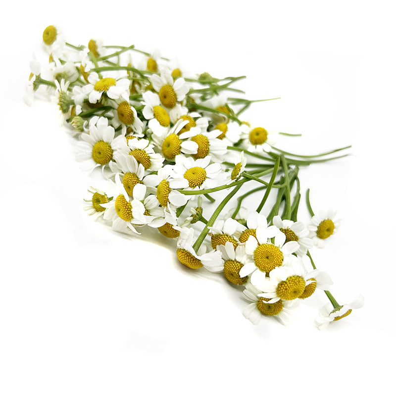 新鲜洋甘菊白色鲜花 食用花小雏菊花迷你菊50朵点缀装饰西餐摆盘