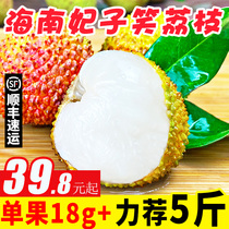 Pure fragrant fruit Hainan courtesas the lychee fresh 5 catties of the pregnant woman fruit whole box now red lychee when the season is sweet