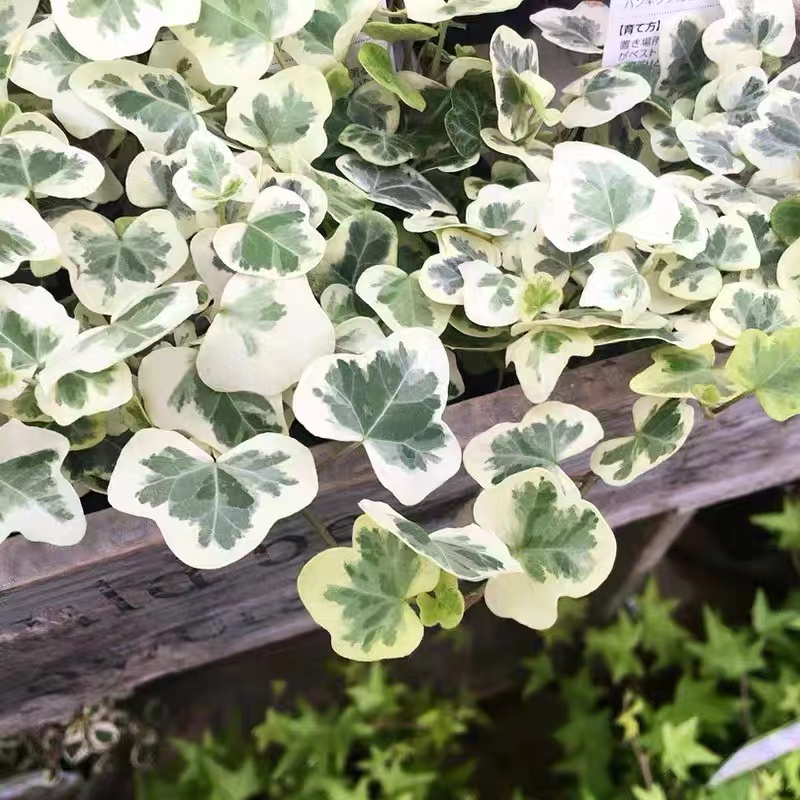 雪莹常春藤盆栽 稀有品种日系常春藤盆栽绿植室内常青藤植物 好养 - 图2