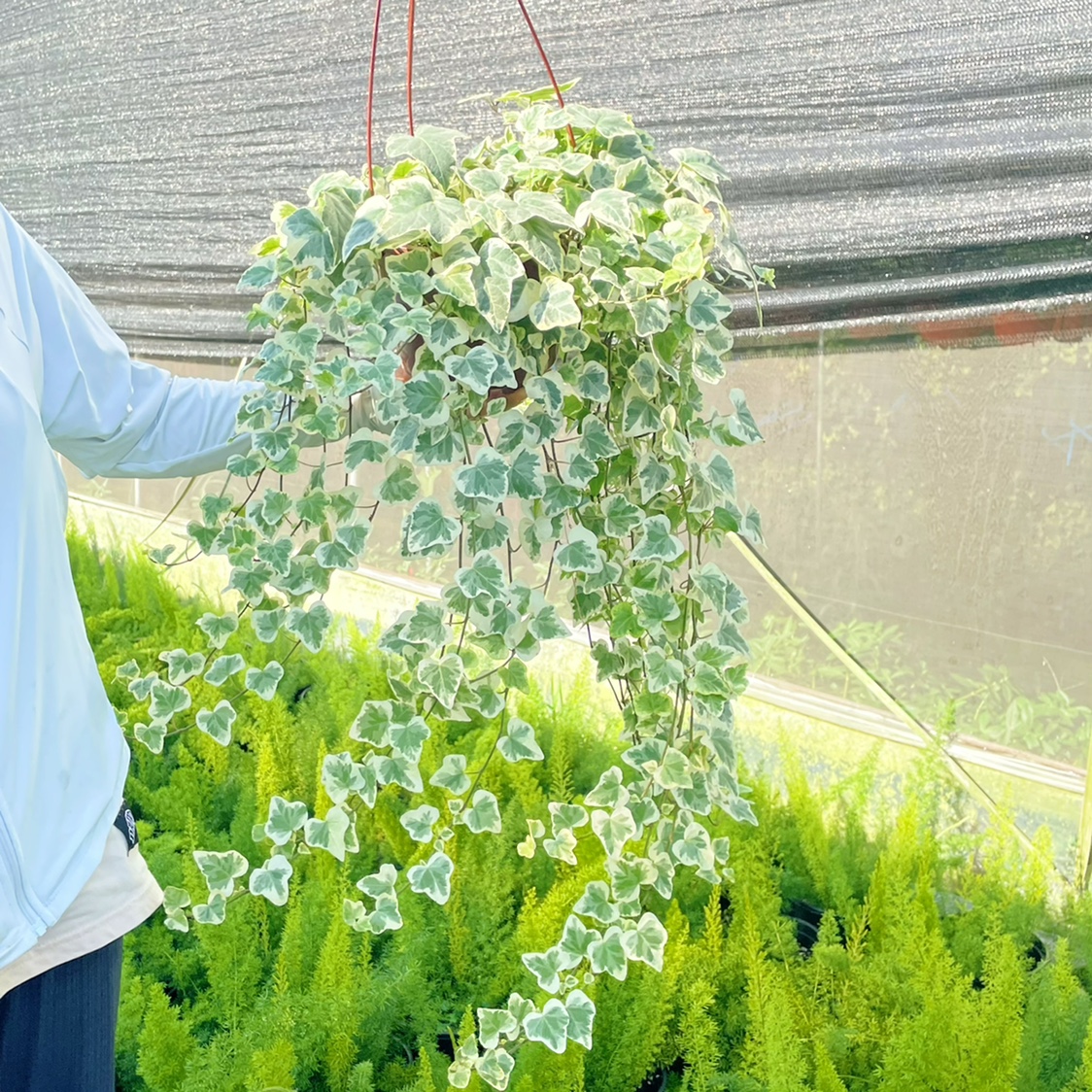 雪莹常春藤盆栽 稀有品种日系常春藤盆栽绿植室内常青藤植物 好养 - 图1