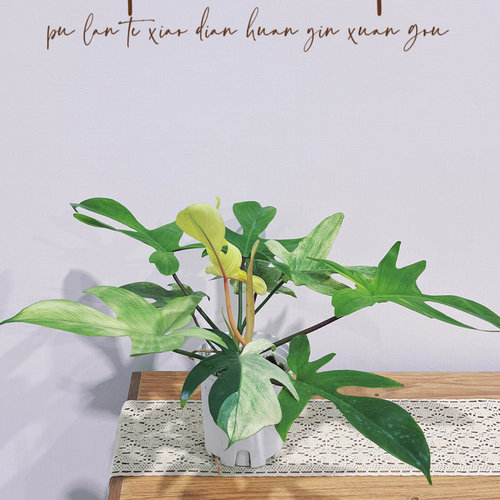 佛罗里达幽灵飞机蔓绿绒Floridaghost进口室内观叶绿植盆栽 - 图3