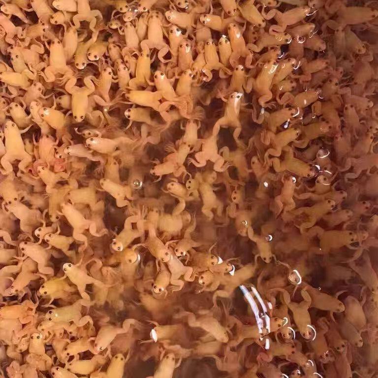 金蛙招财活体宠物蛙龙鱼饲料蛙黄金蛙小金蛙观赏蛙好养爱活易饲养,淘宝优惠券,粉丝福利购,淘宝优惠卷