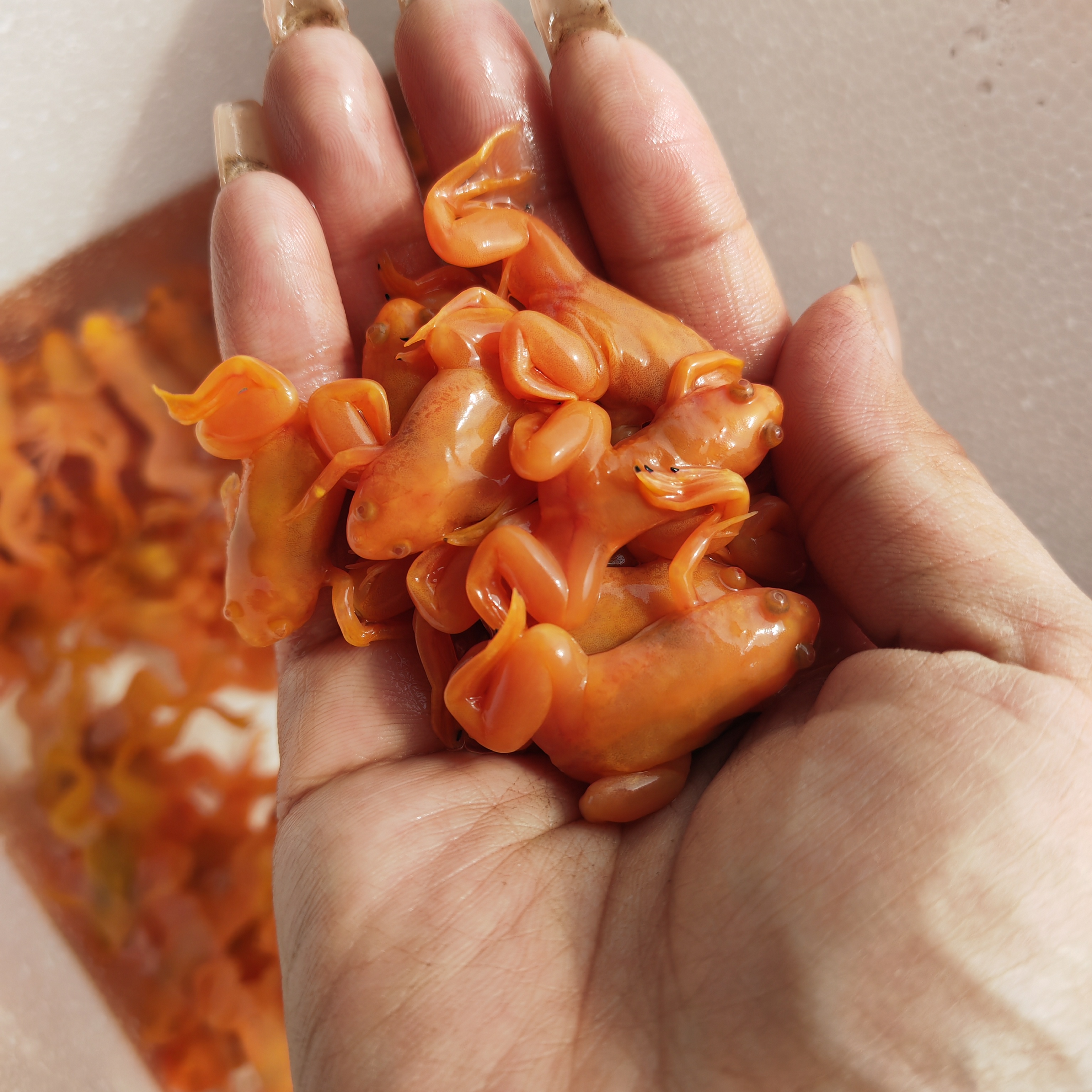 金蛙招财活体宠物蛙龙鱼饲料蛙黄金蛙小金蛙观赏蛙好养爱活易饲养,淘宝优惠券,粉丝福利购,淘宝优惠卷