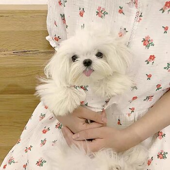 ເສື້ອຜ້າສັດລ້ຽງ floral dress Maltese Pomeranian dog clothes cat clothes winter cute ins