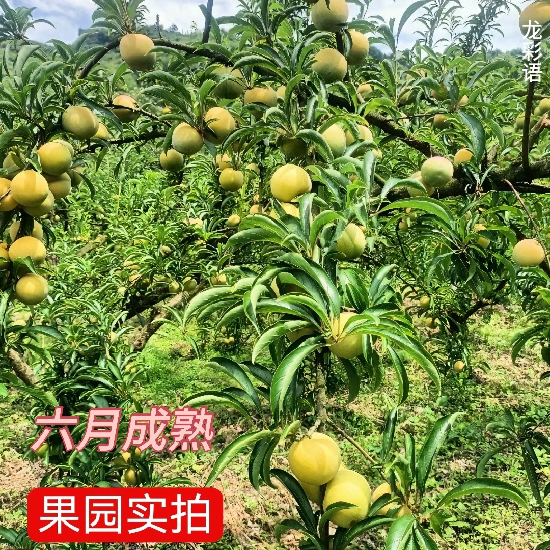 【假一赔十】蜂糖李子树苗正宗贵州六马原产地一代嫁接苗苗圃直销,淘宝优惠券,粉丝福利购,淘宝优惠卷